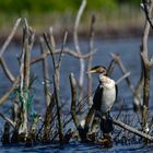 White-breasted cormorant