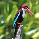 White-breasted Kingfisher