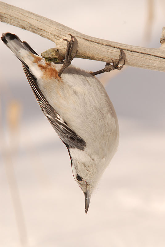 White-breasted Nuthatch 2