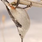 White-breasted Nuthatch 2