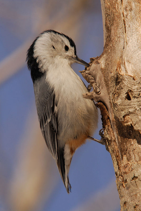 White-breasted Nuthatch 3