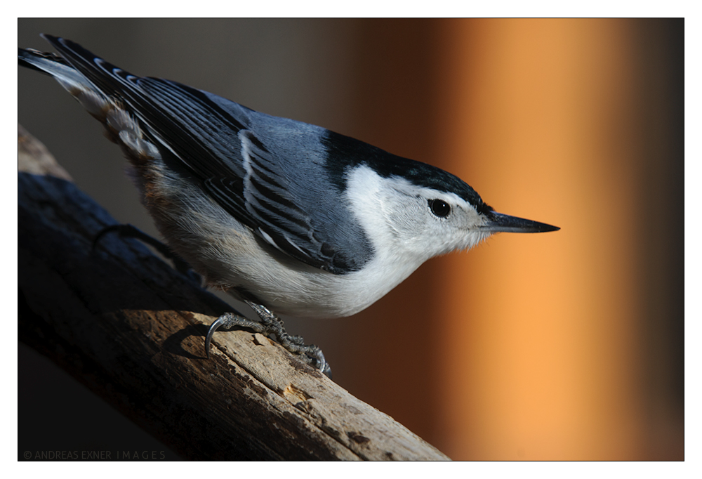 White-breasted Nuthatch