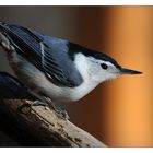 White-breasted Nuthatch