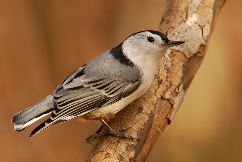 White-breasted Nuthatch