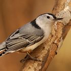 White-breasted Nuthatch