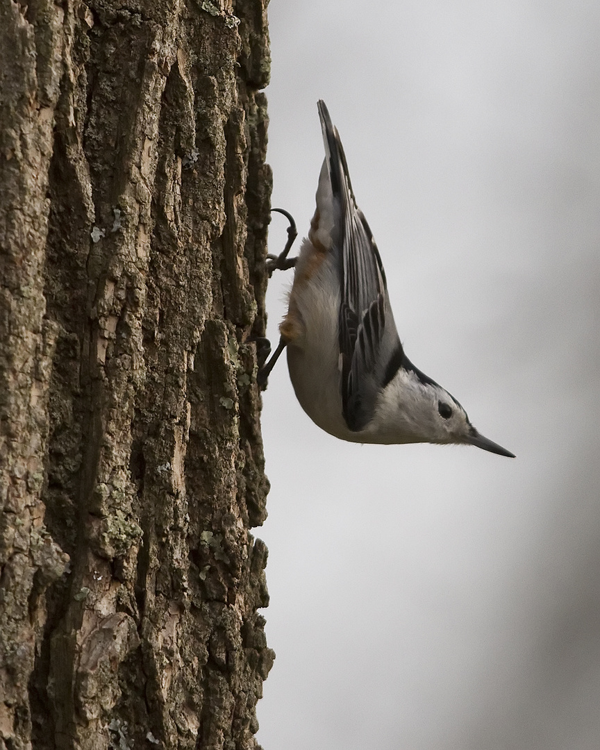 White-breasted Nuthatch