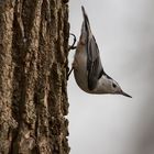 White-breasted Nuthatch