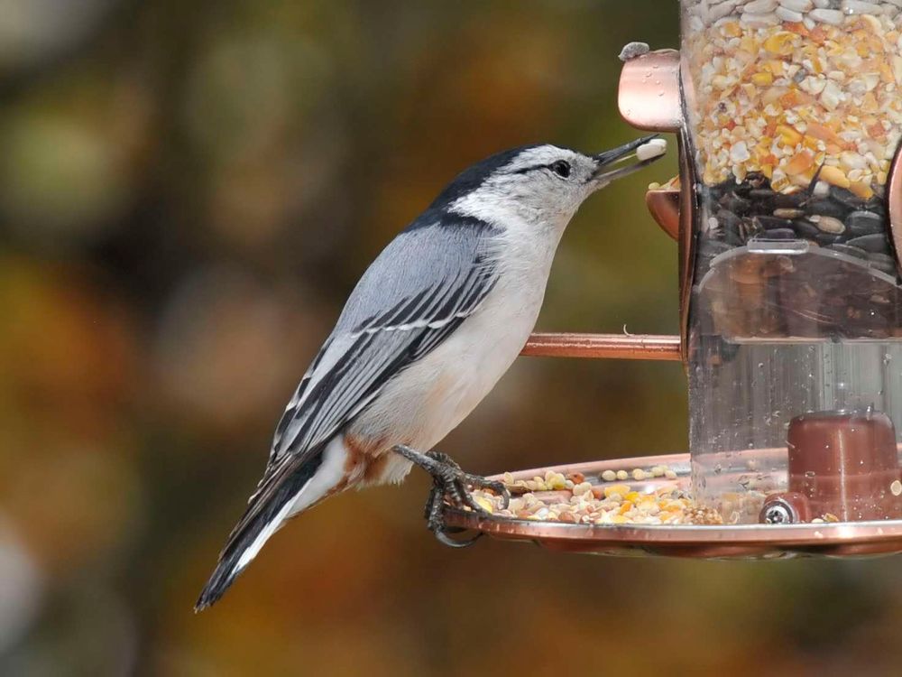 White-Breasted Nuthatch (Sitta carolinensis), ein amerikanischer Kleiber