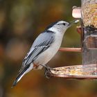 White-Breasted Nuthatch (Sitta carolinensis), ein amerikanischer Kleiber