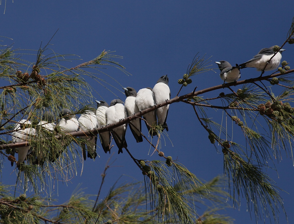 White-breasted Woodswallow