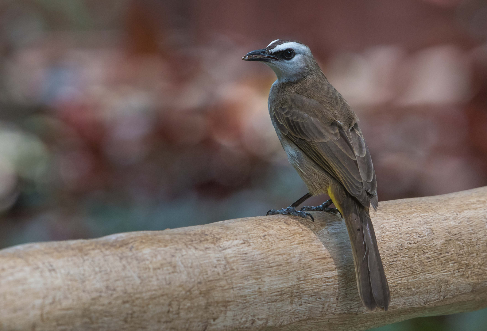 White-browed Bulbul