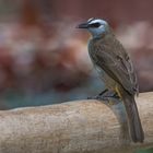 White-browed Bulbul