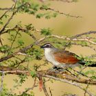 White-browed Coucal