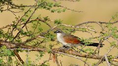 White-browed Coucal