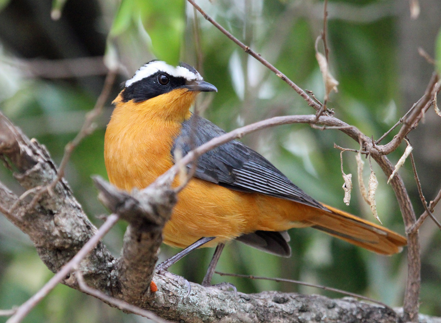 White-browed Robin-Chat