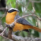 White-browed Robin-Chat