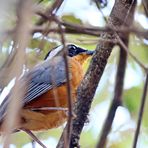 White-browed robin-chat 