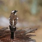 WHITE-BROWED SPARROW-WEAVER