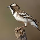 White-browed Sparrow-Weaver