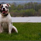 White Bulls Patches am Rhein