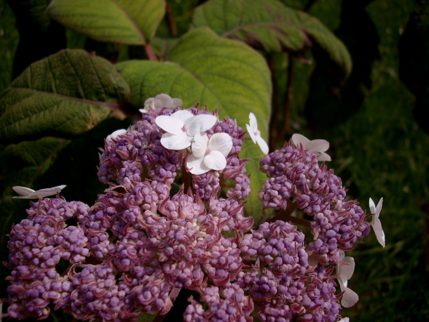 White Butterflies?