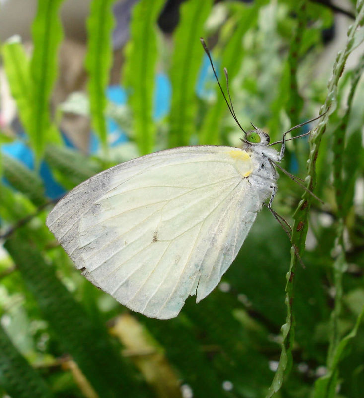 White Butterfly