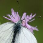 White Butterfly