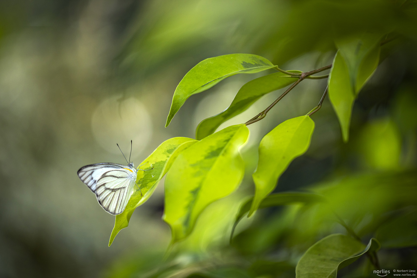 white butterfly at green plant