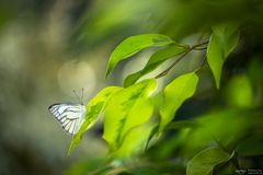 white butterfly at green plant