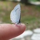 White Butterfly