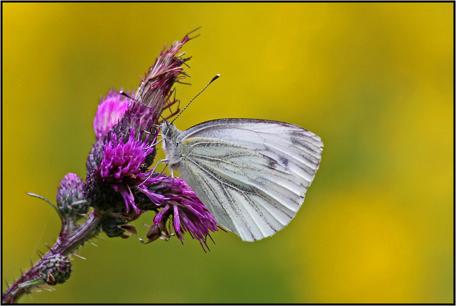 | white butterfly |