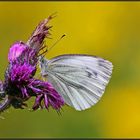 | white butterfly |