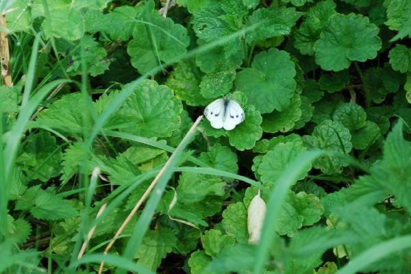 White butterfly