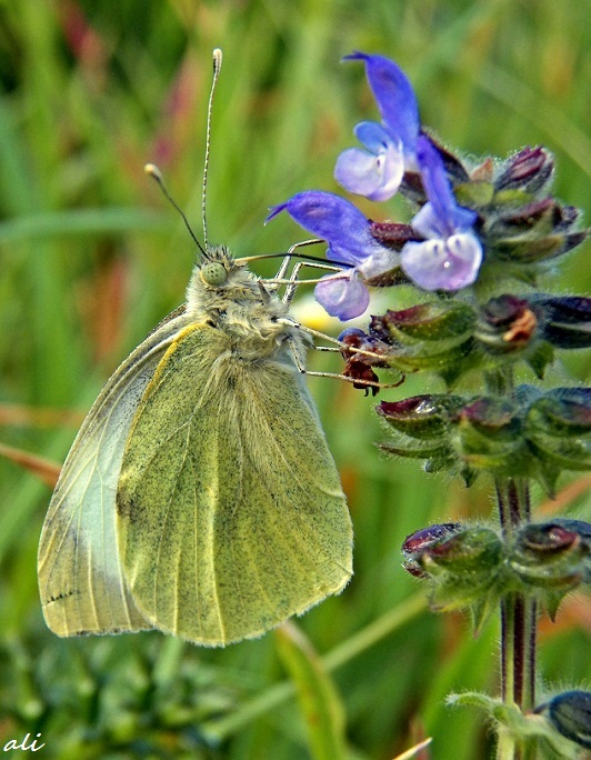 White Butterfly