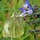 White Butterfly