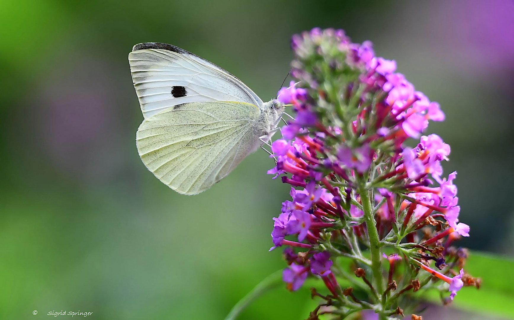 white Butterfly