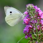 white Butterfly