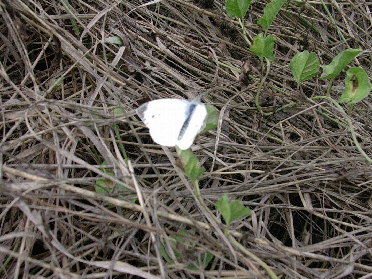 white butterfly in the nature