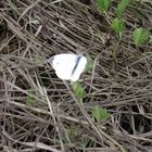 white butterfly in the nature