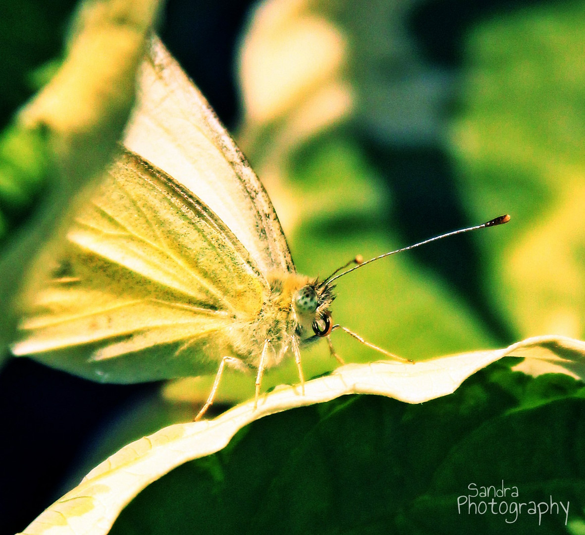 White Butterfly No. Two