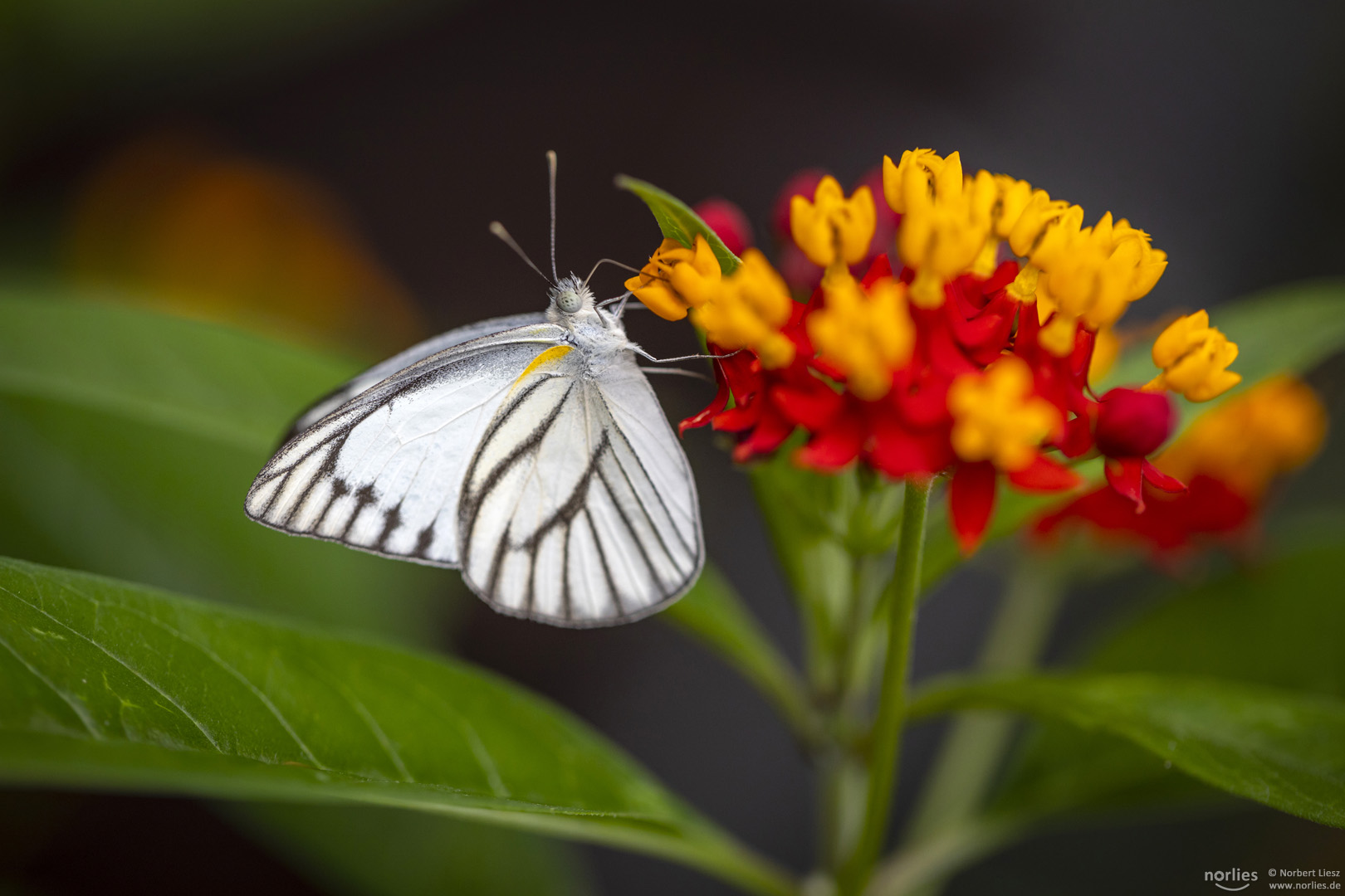 white butterfly on flower