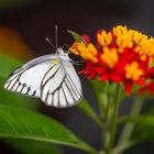 white butterfly on flower