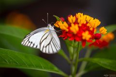 white butterfly on flower