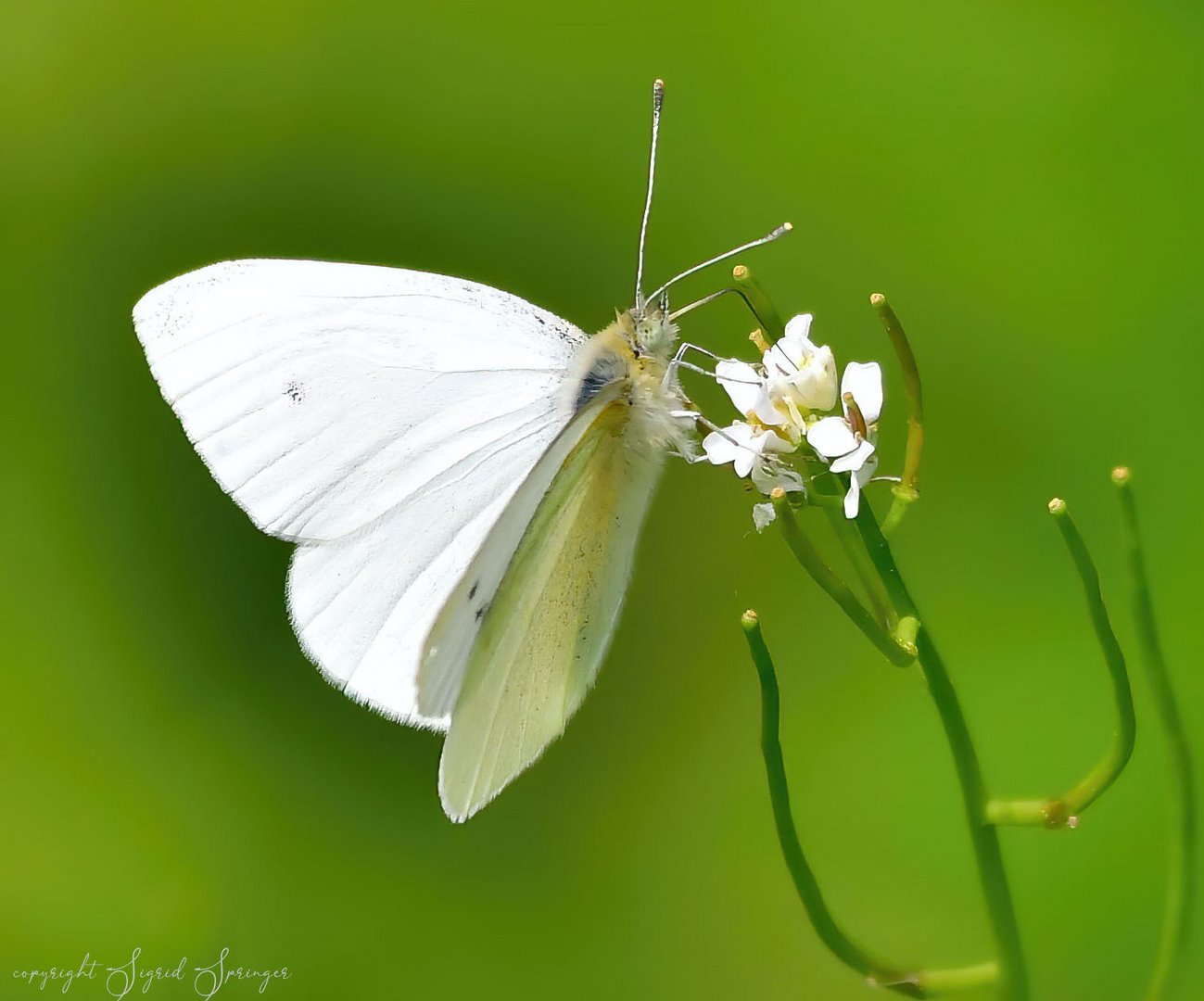 white Butterfly on green