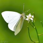 white Butterfly on green