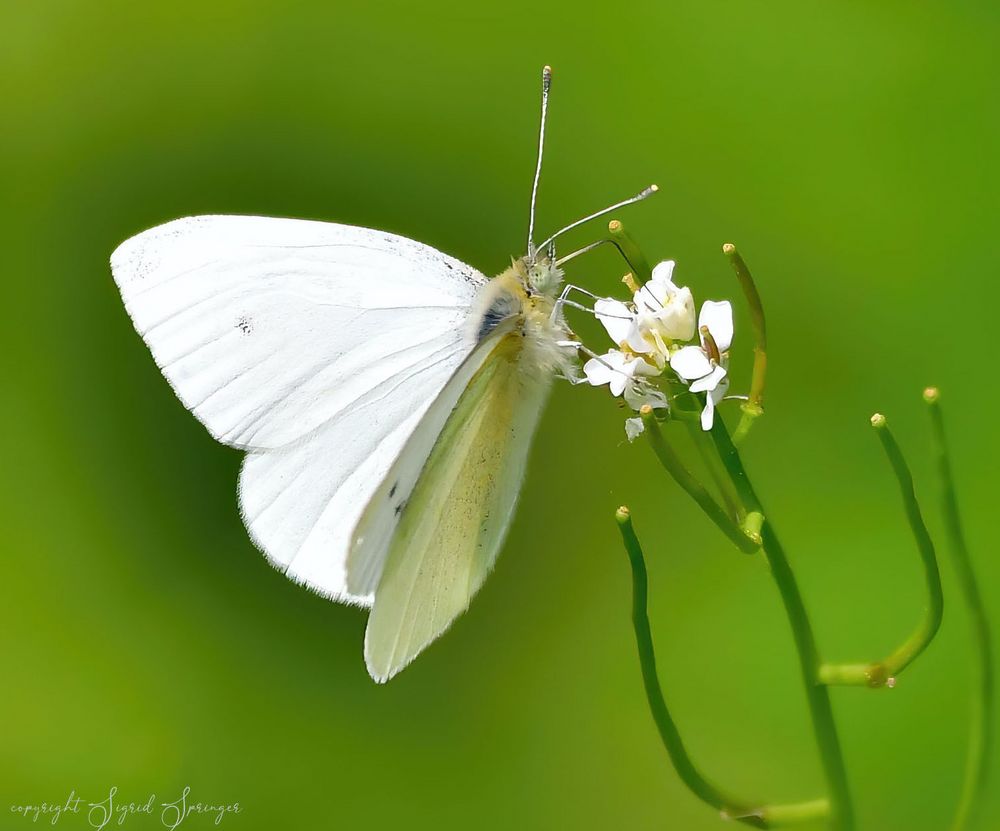 white Butterfly on green