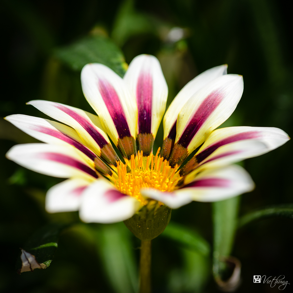 White calendula