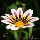 White calendula