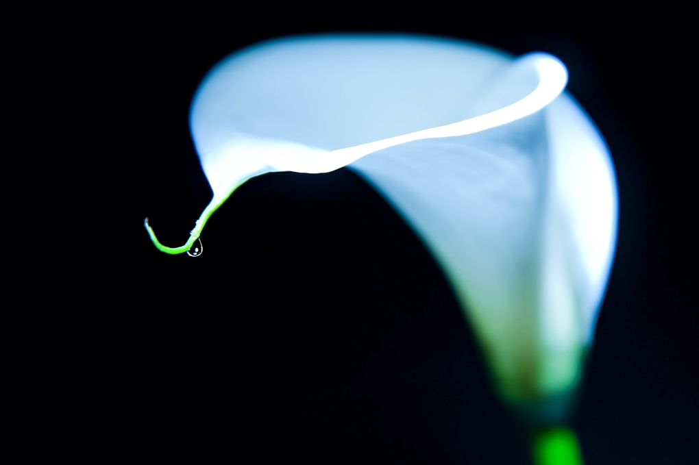 white Calla