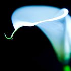 white Calla